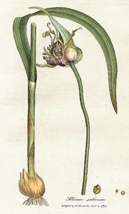 Drawing of a garlic plant