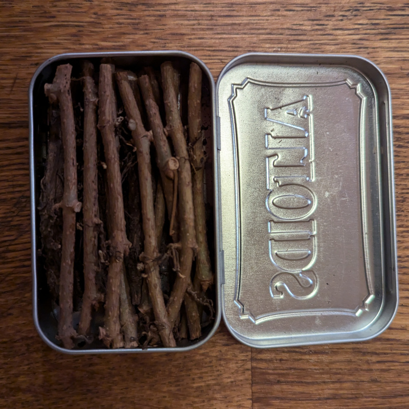 vine clippings packed in an Altoids tin