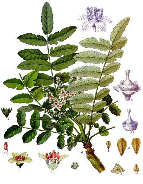 Materia medica plate of leaves and flowers of Boswellia sacra