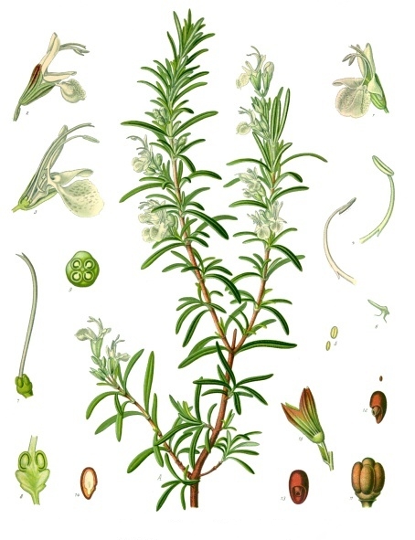 A botanical drawing of a rosemary plant