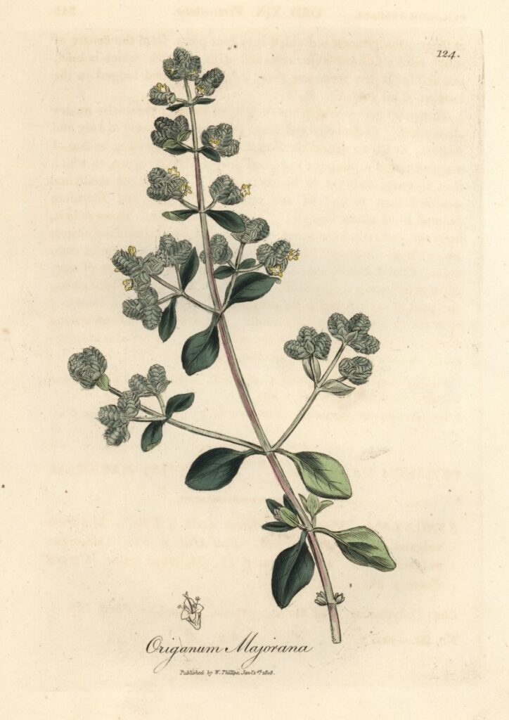 A botanical drawing of sweet marjoram
